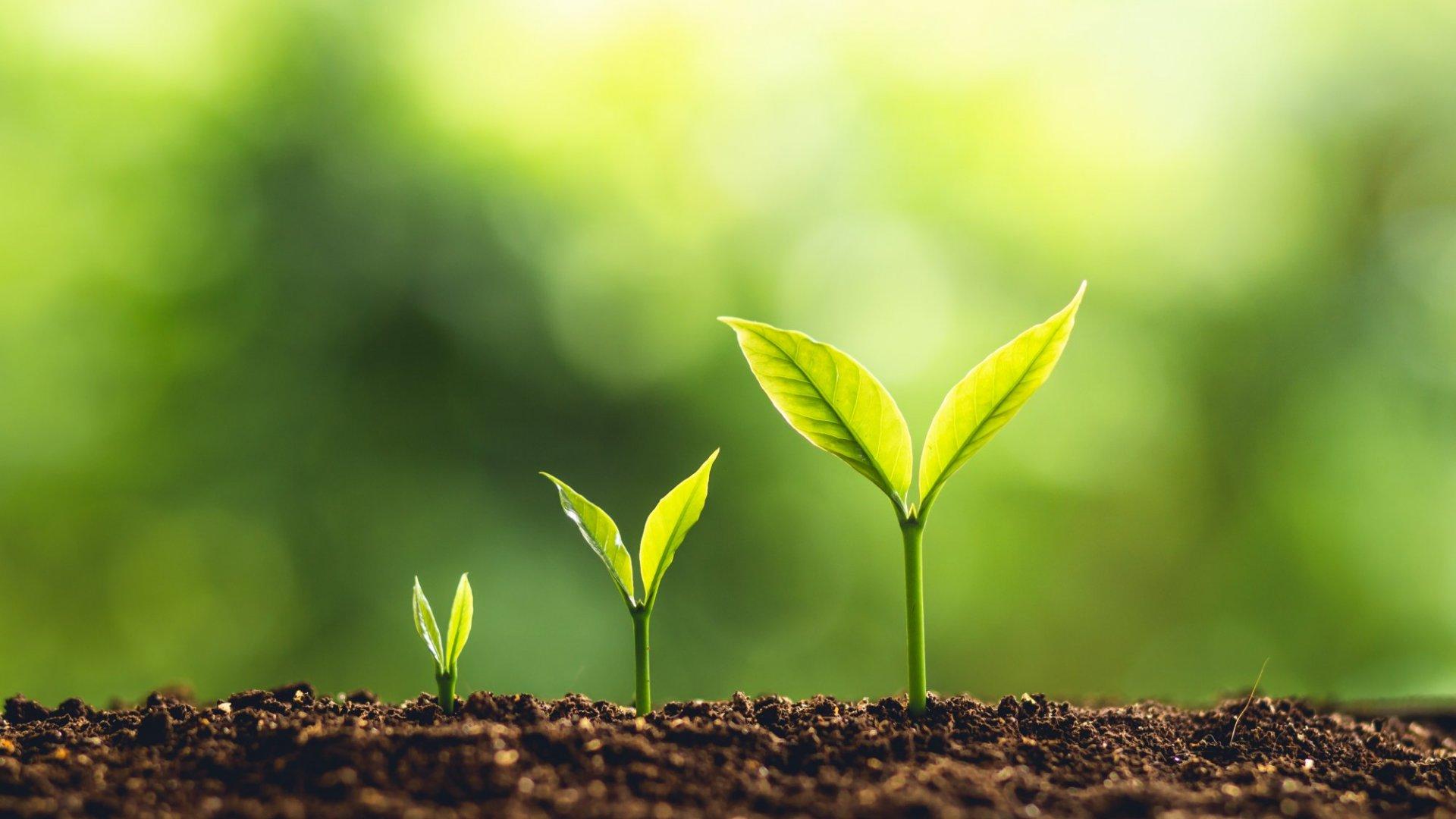 Navigating Trends and Algorithm Changes for Lasting Growth