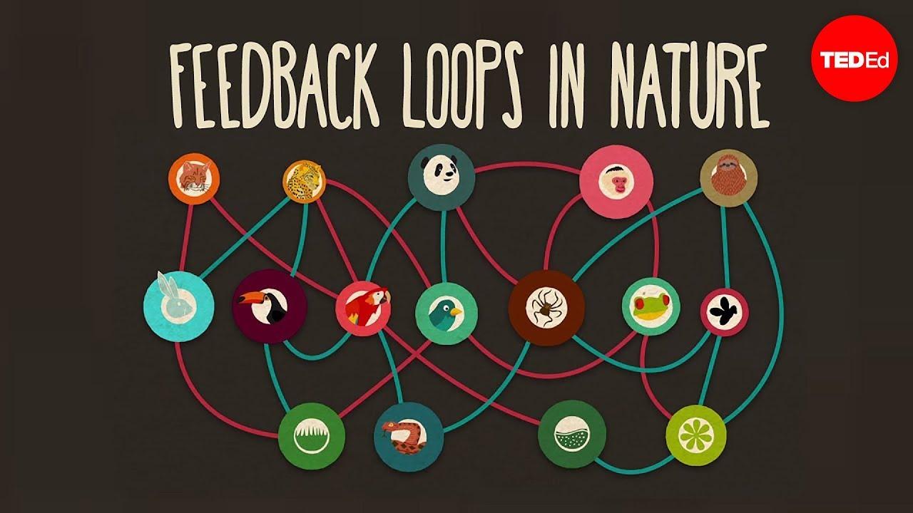 Utilizing Feedback Loops to Enhance Communication Effectiveness