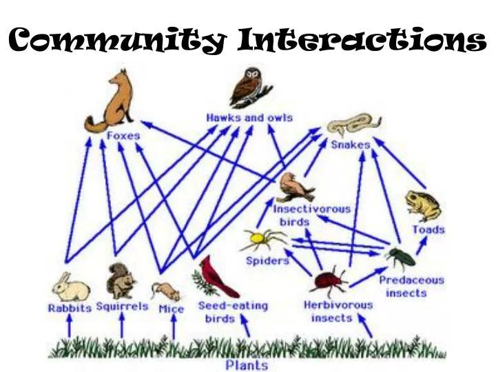 Building Community and Fostering Loyalty through Interaction