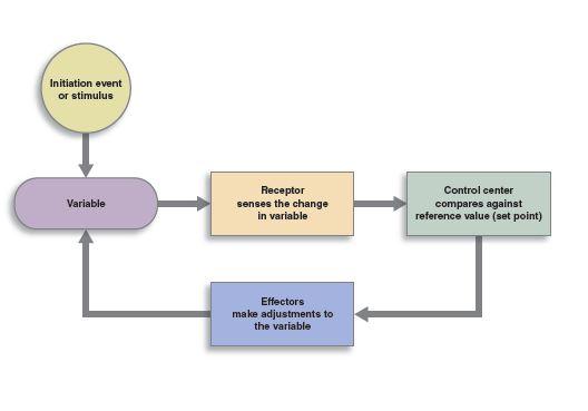Leveraging Feedback loops: Refining Strategies Through Audience Interaction