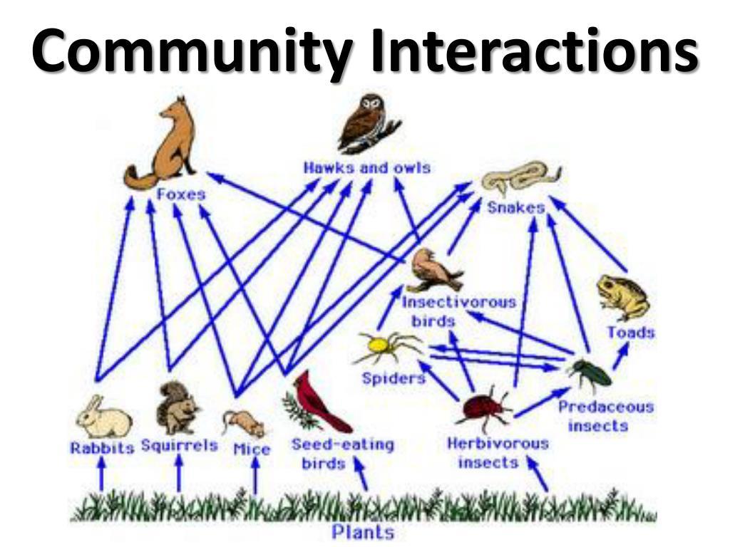Building Engaging Community Interactions to Strengthen Message Reach