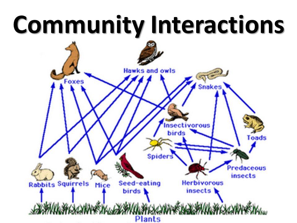 Building Authentic Connections through Community Interaction